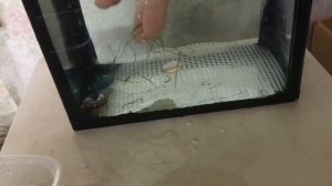 Разведение алого барбуса