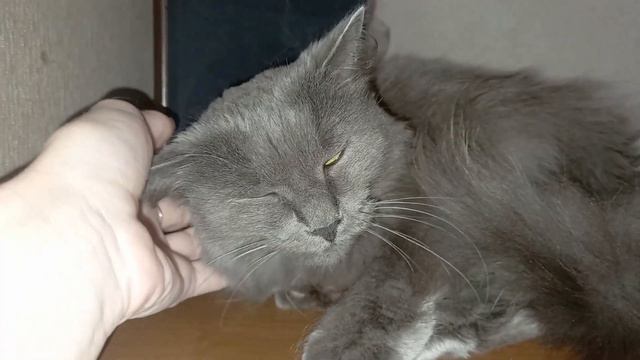 Глазами кошки/Маркиза прячет нос/К чему бы это? смотреть онлайн