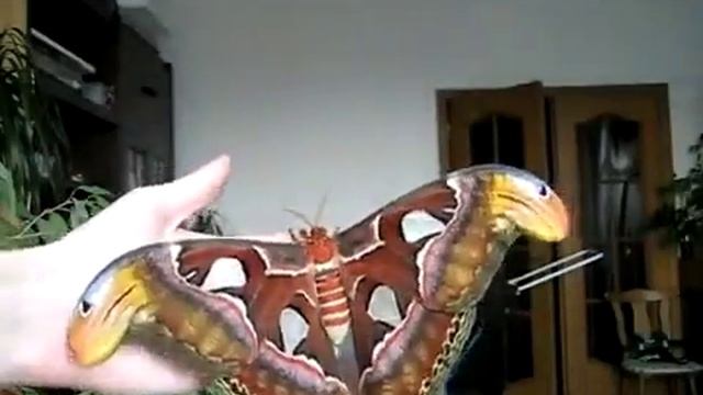 Самая большая в мире бабочка живет в Гималаях с невероятным размахом крыльев в 25 сантиметров смотреть онлайн