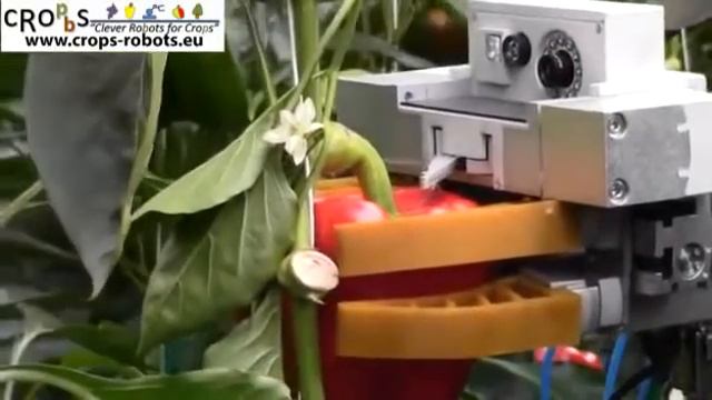 Робот с цифровыми глазами поможет собрать вам перец на грядке смотреть онлайн