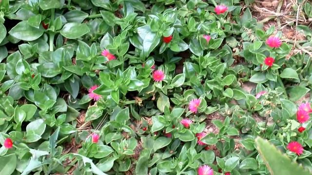 Аптения сердцелистная (Aptenia cordifolia)..Кирьят-Ям.Израиль.Kiryat-Yam. Israel. смотреть онлайн