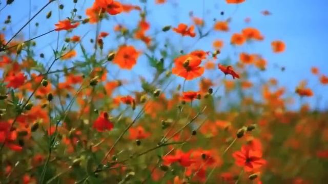 Zarzokimi (season -2) - 11 // Maengi Ralte #mizo_love_story #fiction смотреть онлайн