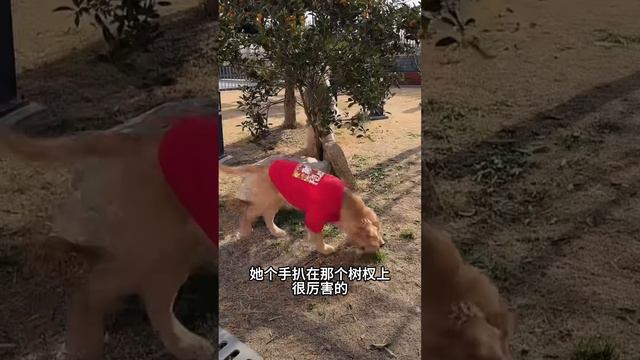 毛毛很懂事，知道妈妈在哪里 ❤️#聪明旺豆豆