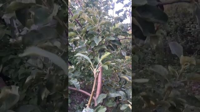 ЧТО ДЕЛАТЬ ЕСЛИ У ВАС ПЛОХО РАСТЁТ ЧЕРЕНОК ЯБЛОНИ/ ДЕЛАЙТЕ КАК Я. смотреть онлайн