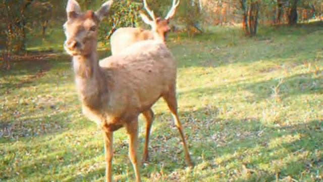 Vue diurne du Trophy Cam смотреть онлайн