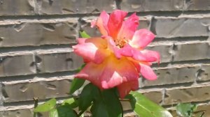 Caribia Rose - Relax, Breathe, Nature.  A moment with a beautiful rose.