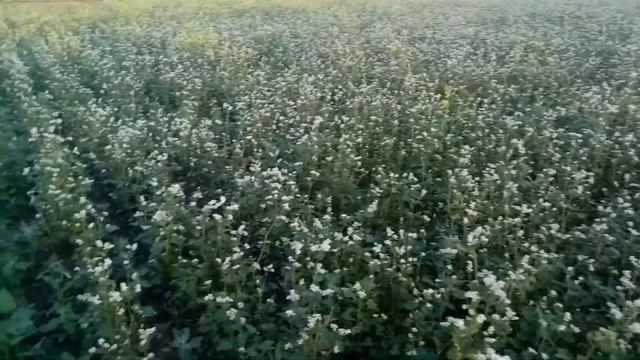 Гречиха 1 я подкормка по вегетации смотреть онлайн