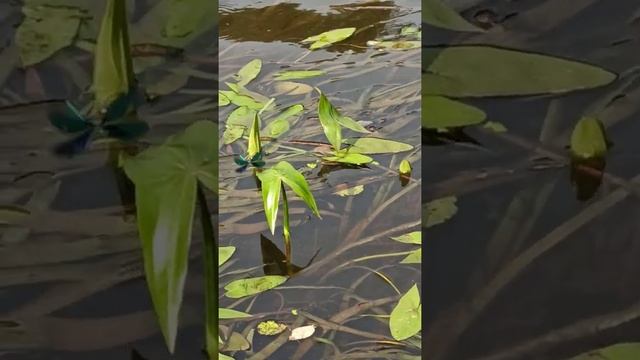 Синие стрекозы смотреть онлайн