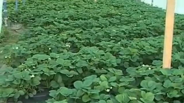 Секреты выращивания клубники #1 смотреть онлайн