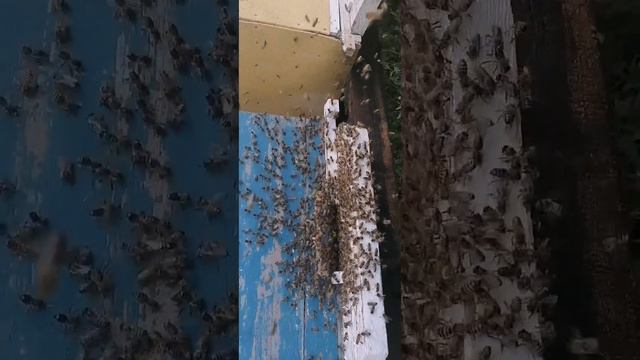 Священный Коран❤️🤲🕋 смотреть онлайн