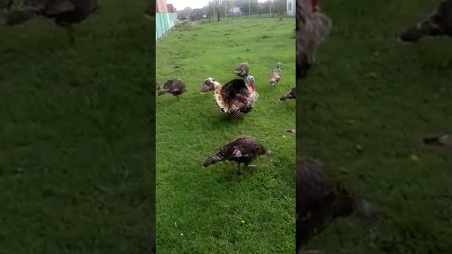 Индюки 2 смотреть онлайн