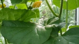 Как вырастить арбузы и дыни в мешках