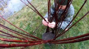 Учимся плести иву. Плетеное дерево из ивы своими руками. Плетение из лозы для ландшафтного дизайна