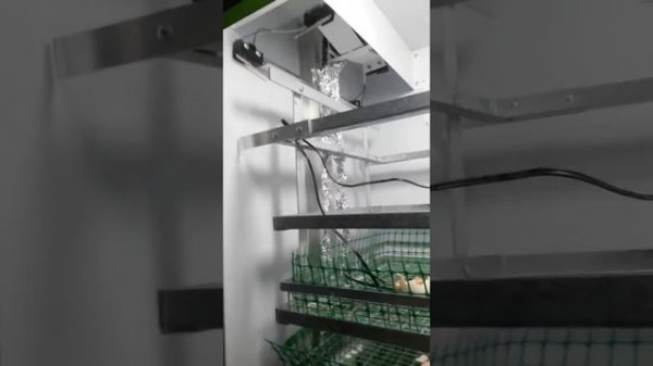 Инкубатор NBF. Отзыв.