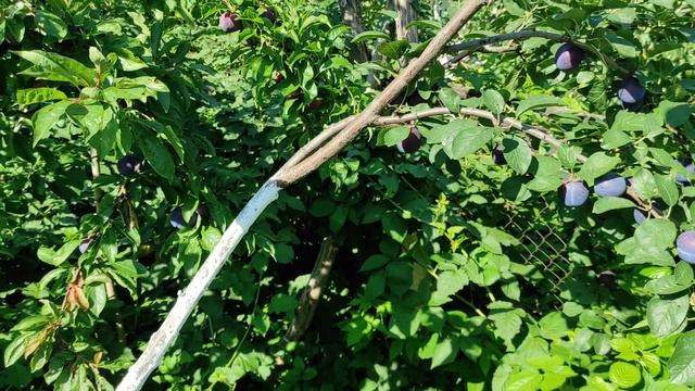 Рання слива Гільберт.Безпроблемна смачна слива. смотреть онлайн