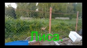 Как защитить кур в курятнике от лис