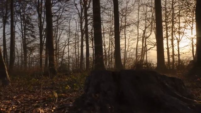 Расслабляющие звуки природы | Щебет птиц в лесу