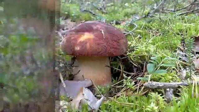 Уоян, Уоян.flv смотреть онлайн