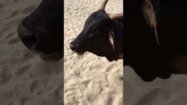 корова священное животно, Индия смотреть онлайн