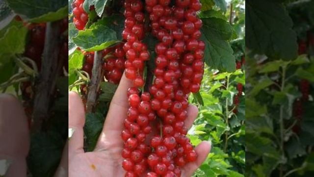 Выращивание смородины на штамбе - Выращивание штамба из взрослого куста смотреть онлайн