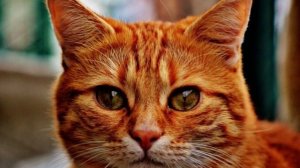 Рыжие коты. Приметы и суеверия | Рыжий кот | факты о котах.