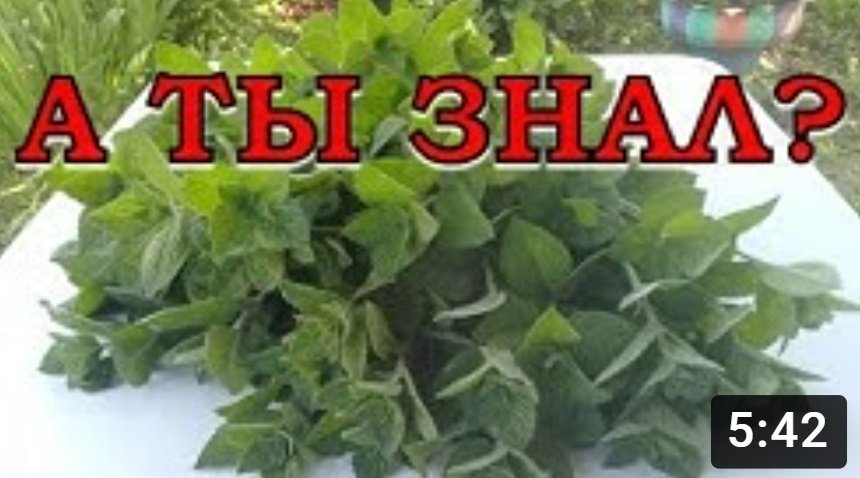 Как сохранить МЯТУ на зиму? Самые лучшие способы! смотреть онлайн