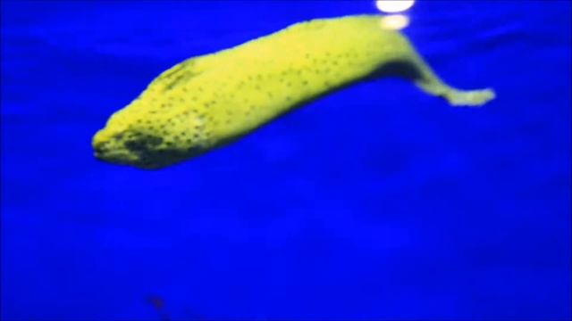 интересные факты - Мурены смотреть онлайн