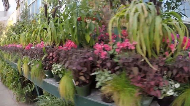 AUCKLAND DOMAIN NEW ZEALAND | Blondie Blonds Vlog смотреть онлайн