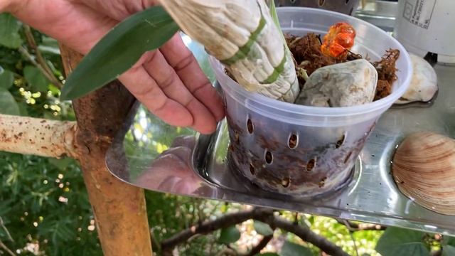 Катасетумы и пафиопедиллумы летом на балконе. Подарки : маленькие росты орхидей. 02.08.2022