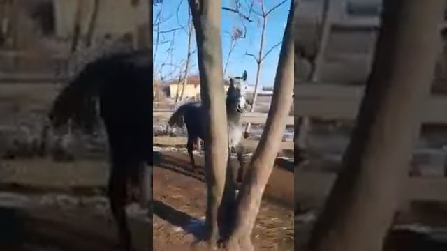 Липпицианская лошадь в Польше смотреть онлайн