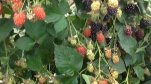 Ежевика сорт Вон 2019 год