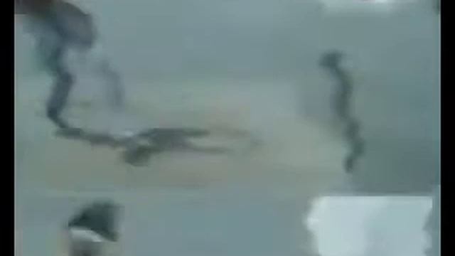 Гигантский удав вылез из воды и съел собачку!!! смотреть онлайн
