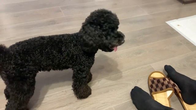 ПЕРВАЯ ТЕЧКА У ПУДЕЛЯ/рвота, пропал аппетит, диарея ЧТО ЗА СИМПТОМЫ?((( смотреть онлайн