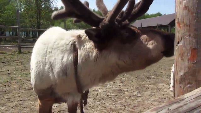 Экскурсия в КФХ «Северный олень» смотреть онлайн