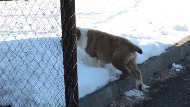 Среднеазиатская овчарка, девочка, РКФ смотреть онлайн