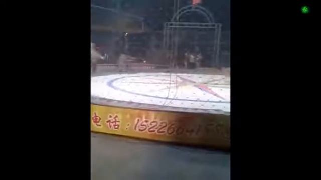 Тигр Лев напали на лошадь в цирке смотреть онлайн