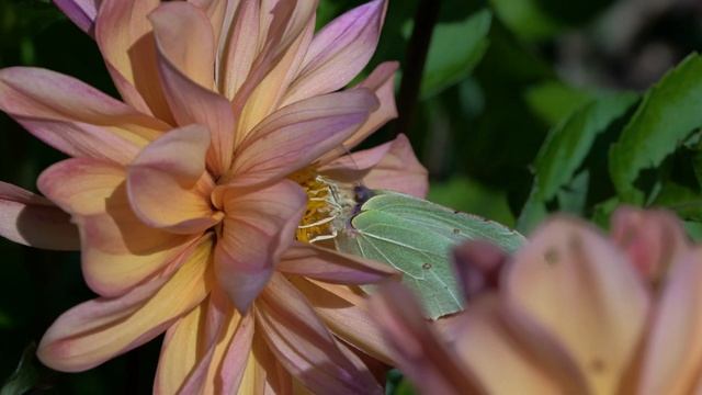 (4К) - AMAZING MACRO WORLD / УДИВИТЕЛЬНЫЙ МАКРОМИР ВОКРУГ НАС / ПОДМОСКОВЬЕ.... смотреть онлайн