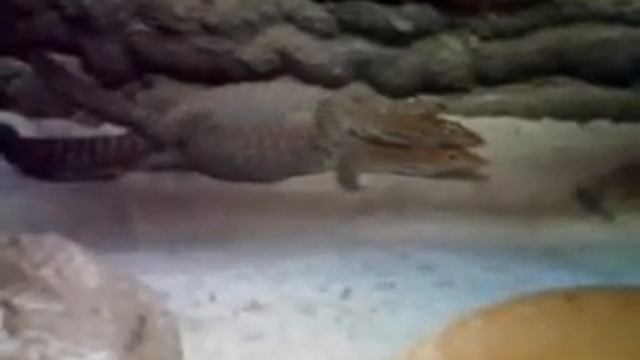 Varanus Tristis Orientalis 4 смотреть онлайн