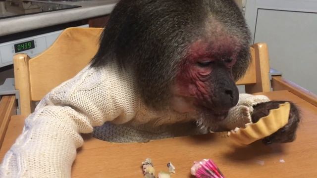 День рождения Семёна 11 лет (Домашние макаки) смотреть онлайн