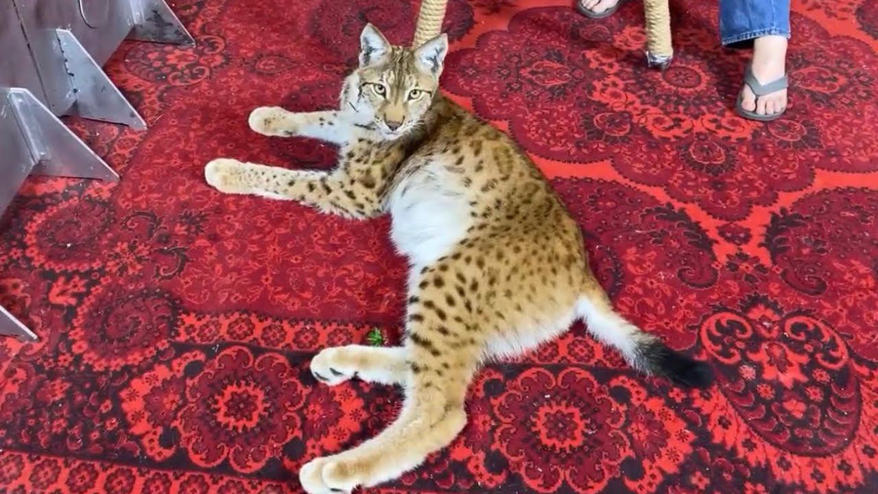 Рысь и клубника!