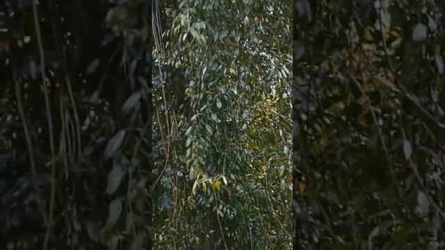 Alocasia | Natural | Natural | Garden | Random смотреть онлайн