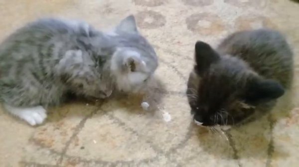 Нюша и папа спасают котят. СПАСЕНИЕ КОТЯТ. Нам подбросили КОТЯТ.