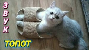 Звук для шумных соседей. Топот с разными интервалами от 10 секунд до 5 минут. На 12 часов.