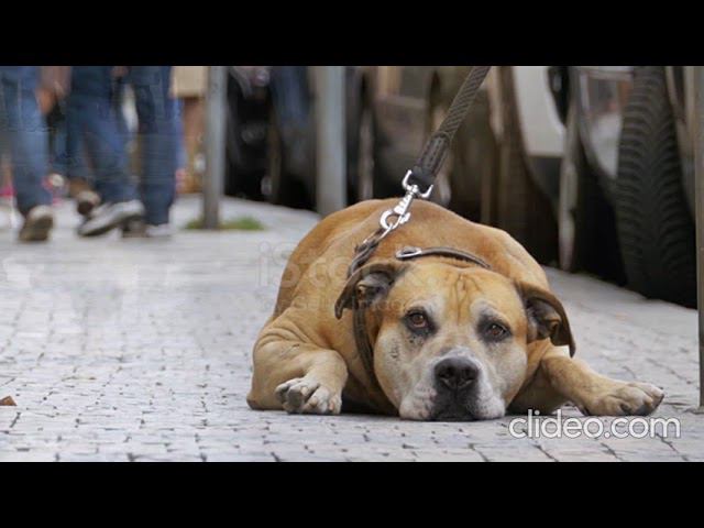 помнят нас деревья Макс Салтыков смотреть онлайн