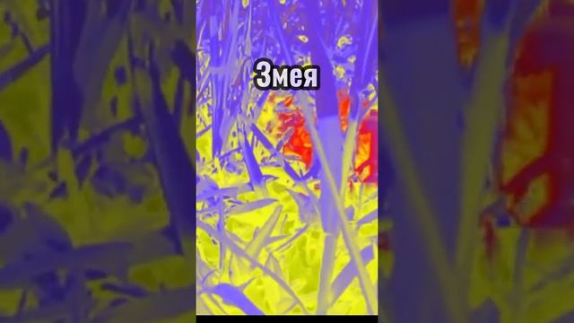 Как видят змеи? #змеи #животные #каквидят смотреть онлайн