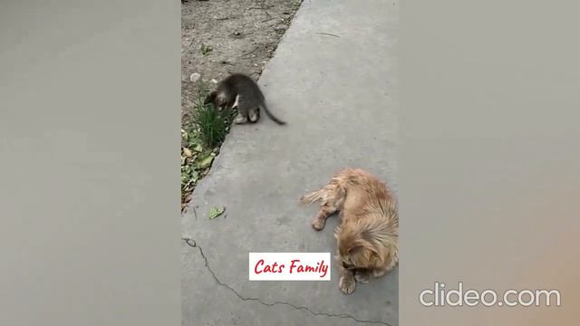 Самые смешные животные 😹 Смешные видео с кошками и собаками 😂😂😂 Часть 3 смотреть онлайн