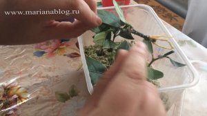 Прививка + Укоренение. Укоренение лимонов и апельсина в перлите / Цитрусовый Рай МариАны
