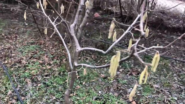 Сравниваем развитие Трапезунда на низком и высоком штамбе сорт фундука Трапезунд. смотреть онлайн