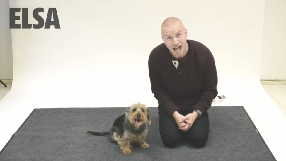 Как собаки реагируют на лающего человека смотреть онлайн