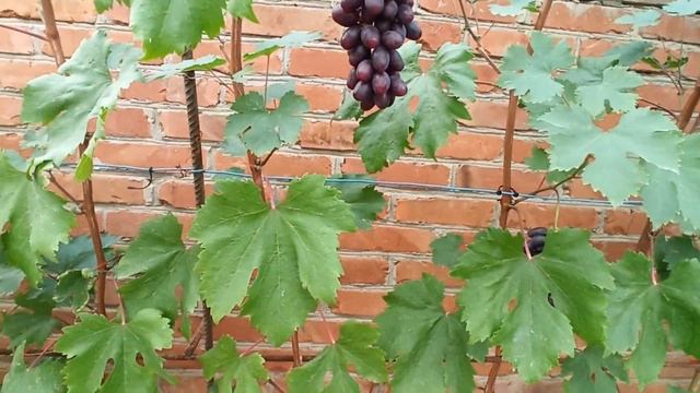 Вот такие крупные грозди на пасынках способен выдавать виноград "Пальмира"! Тел : 8-918-43-794-43 смотреть онлайн